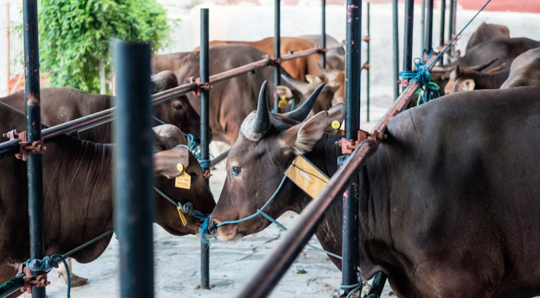 Qurban Bukan Hanya Soal Daging, Ini Pesan Besar di Balik Syariat Zulhijah